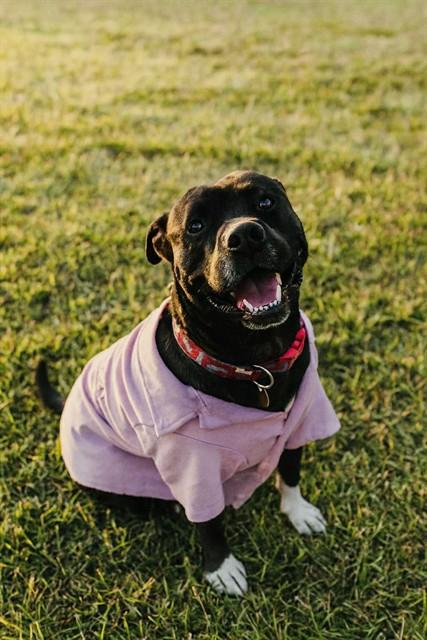 BOBA TEA, Adoptable, Adult Male Mixed Breed.