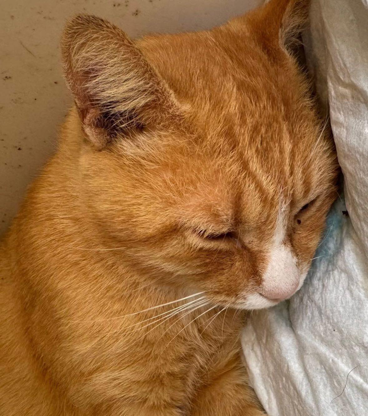 Enlarge Big Orange, a ADOPTABLE Domestic Short Hair in Chase City, VA image 1/1