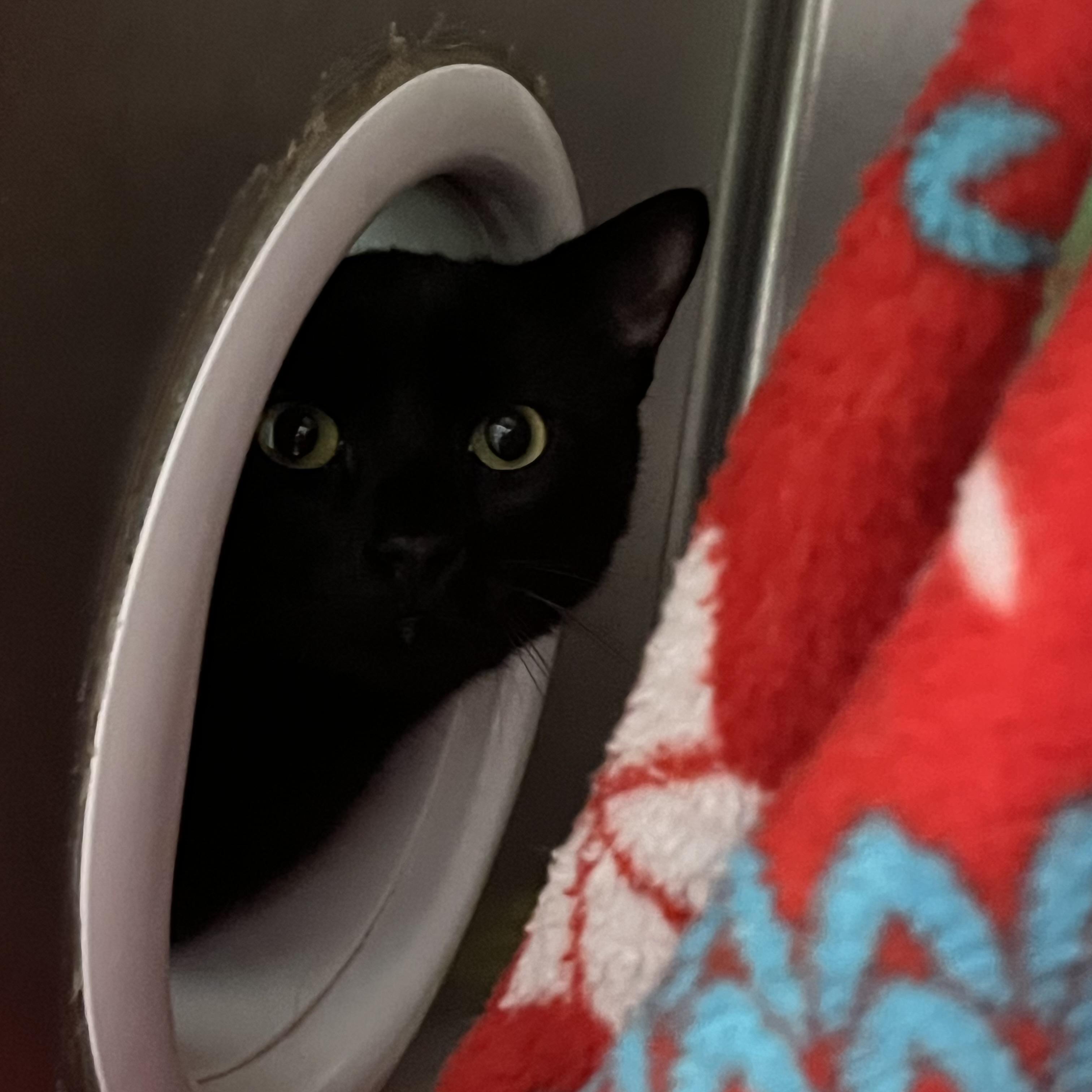 Enlarge Linden, an adopted Domestic Short Hair in Syracuse, NY image 1/1