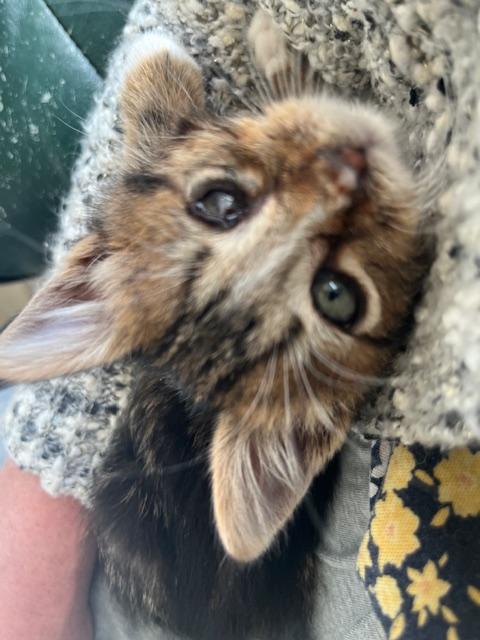 Little Hawkeye, a ADOPTABLE Domestic Medium Hair in Eagle Point, OR image 3/4