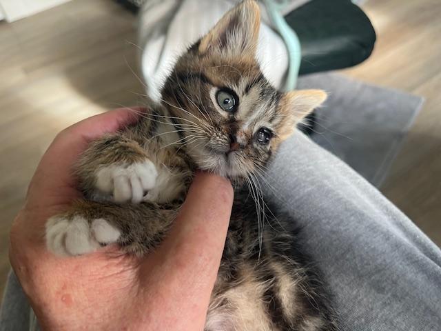 Little Hawkeye, a ADOPTABLE Domestic Medium Hair in Eagle Point, OR image 4/4