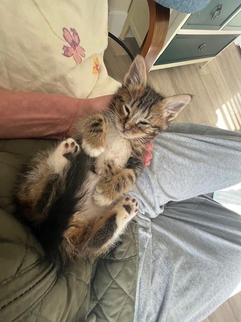 Little Hawkeye, ADOPTABLE, Kitten Male Domestic Medium Hair.