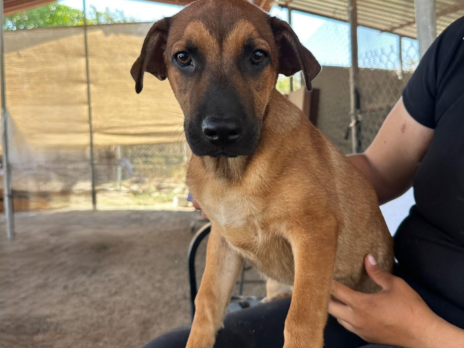 Pisces — thumbnail 3