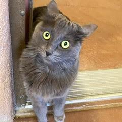 Cheese Nip, adopted, Young Female Domestic Short Hair.