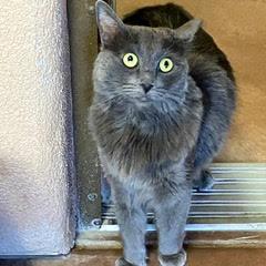 Cheese Nip, an adopted Domestic Short Hair in Green Valley, AZ image 3/3