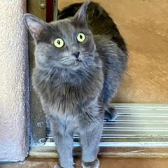 Cheese Nip, an adopted Domestic Short Hair in Green Valley, AZ image 2/3