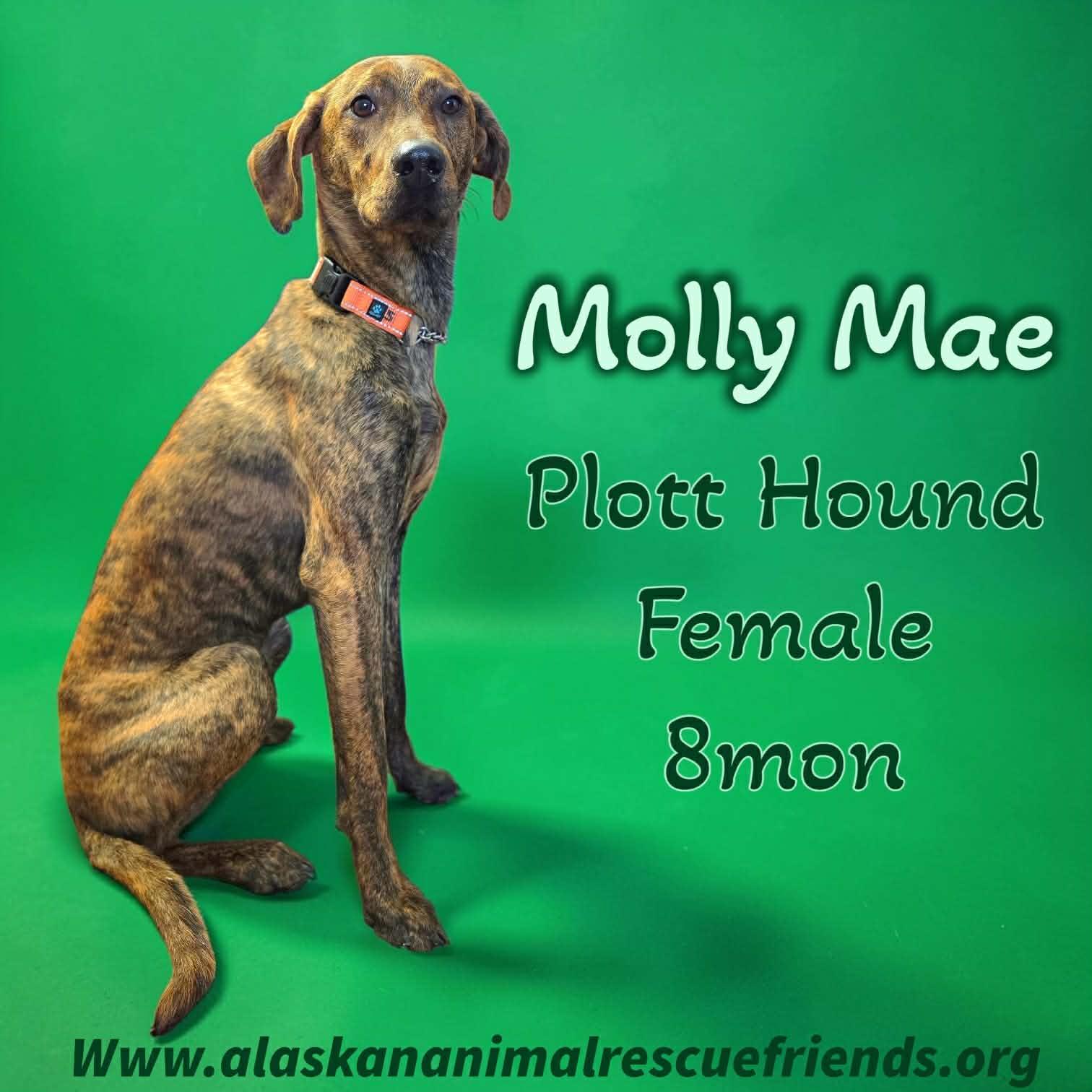 Molly Mae, Adoptable, Young Female Plott Hound.