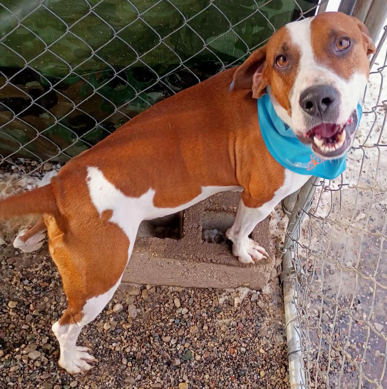 Roscoe, Adoptable, Adult Male Basset Hound & Pit Bull Terrier.