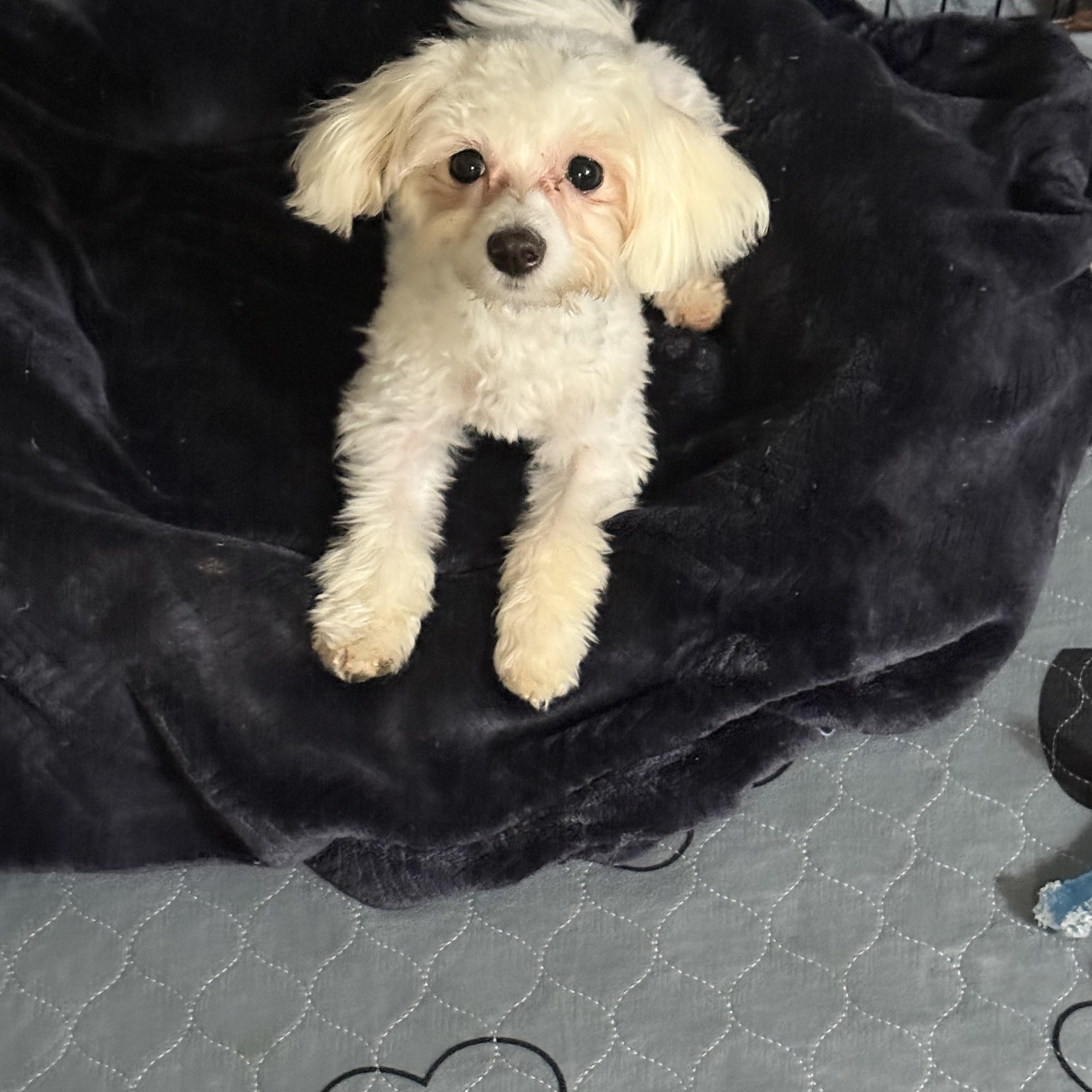 Dabney, a Adopted Maltese in Kings Mountain, NC image 4/4