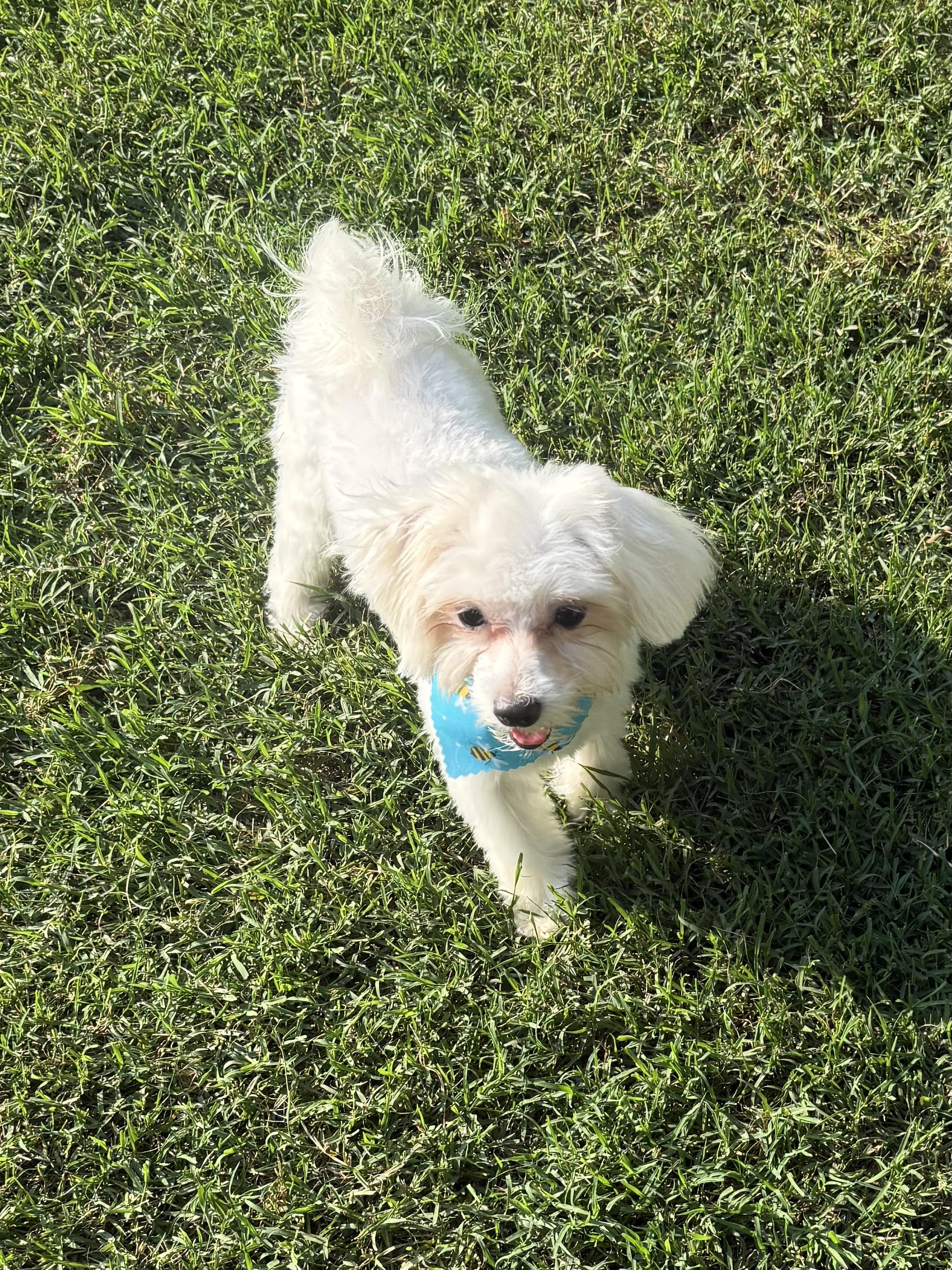 Dabney, a Adopted Maltese in Kings Mountain, NC image 3/4