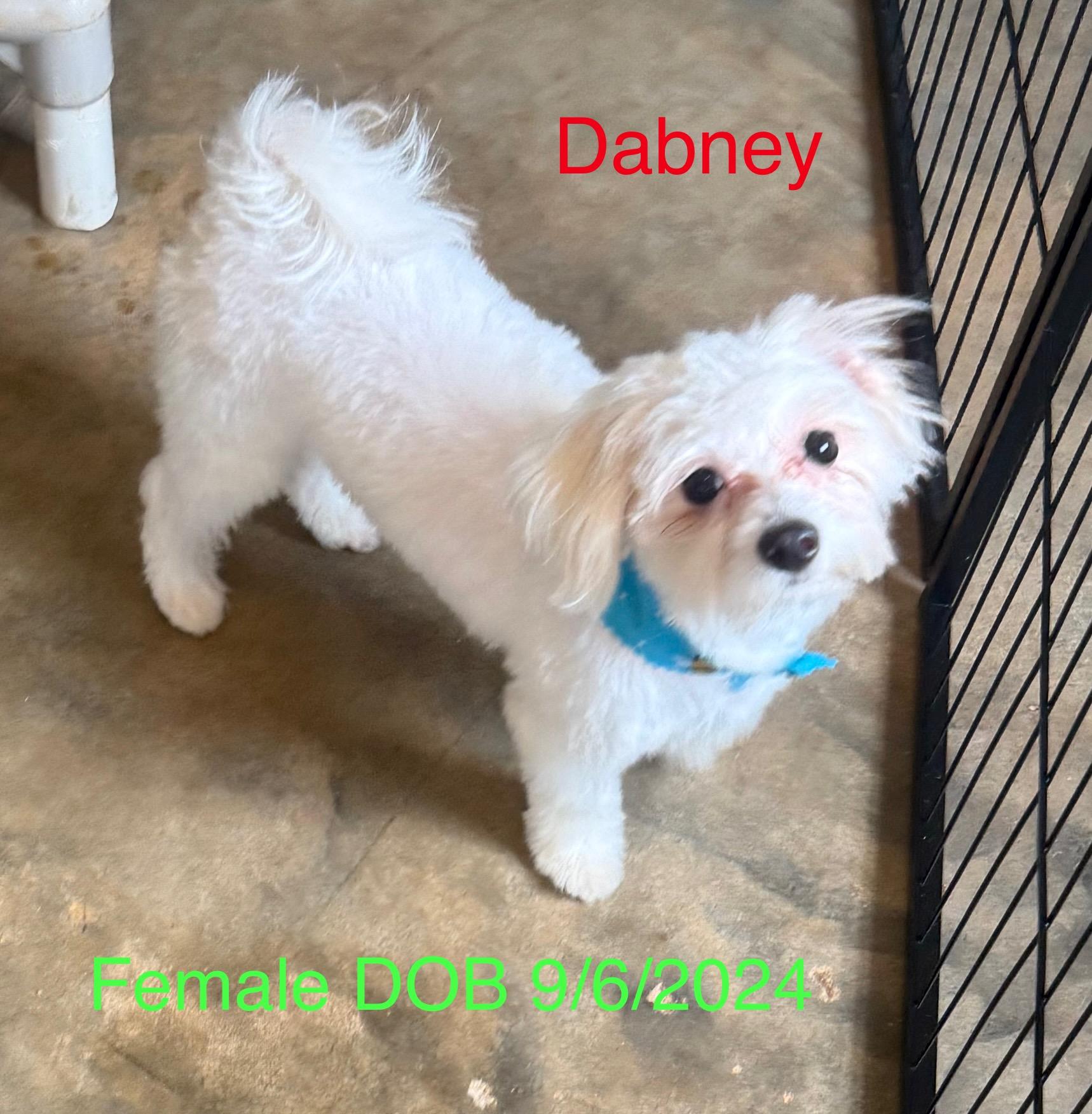 Dabney, a Adopted Maltese in Kings Mountain, NC image 2/4