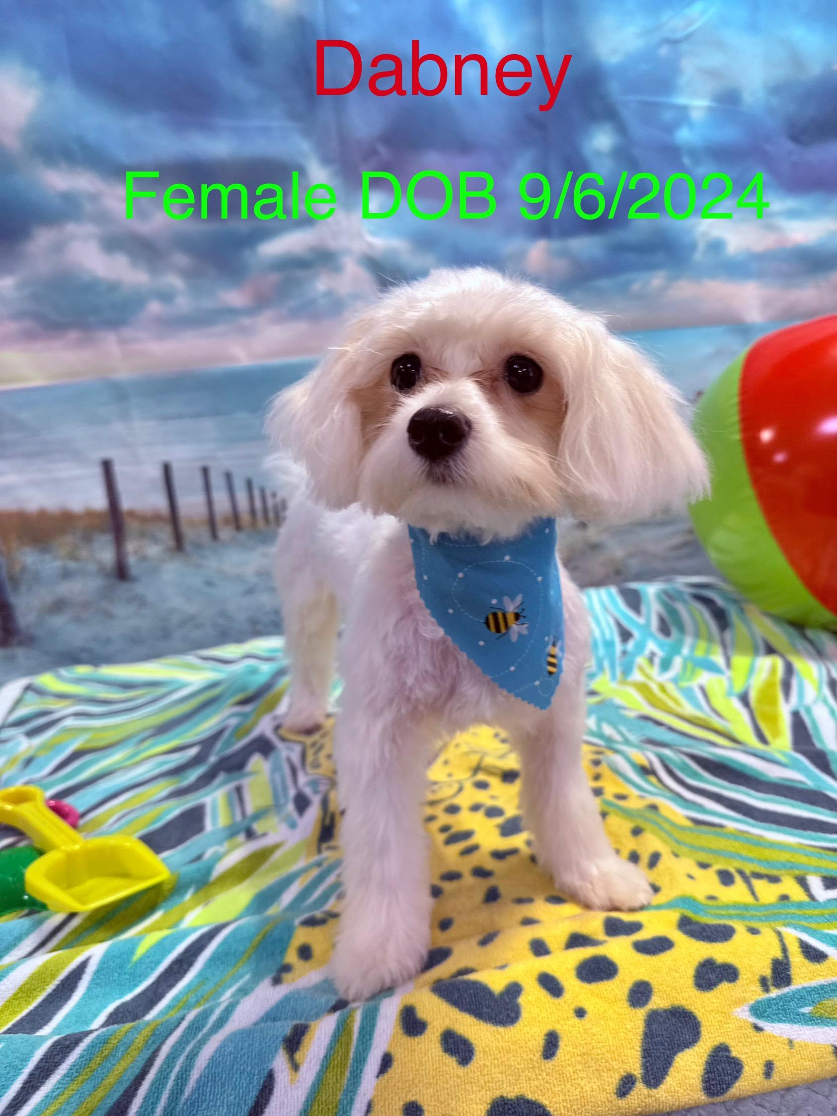 Dabney, Adopted, Young Female Maltese.