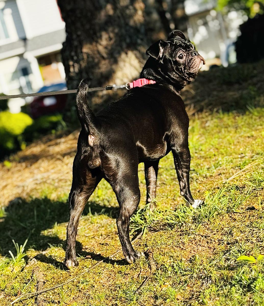 Enlarge Pugsley, a Adopted Pug in Durham, NC image 4/5