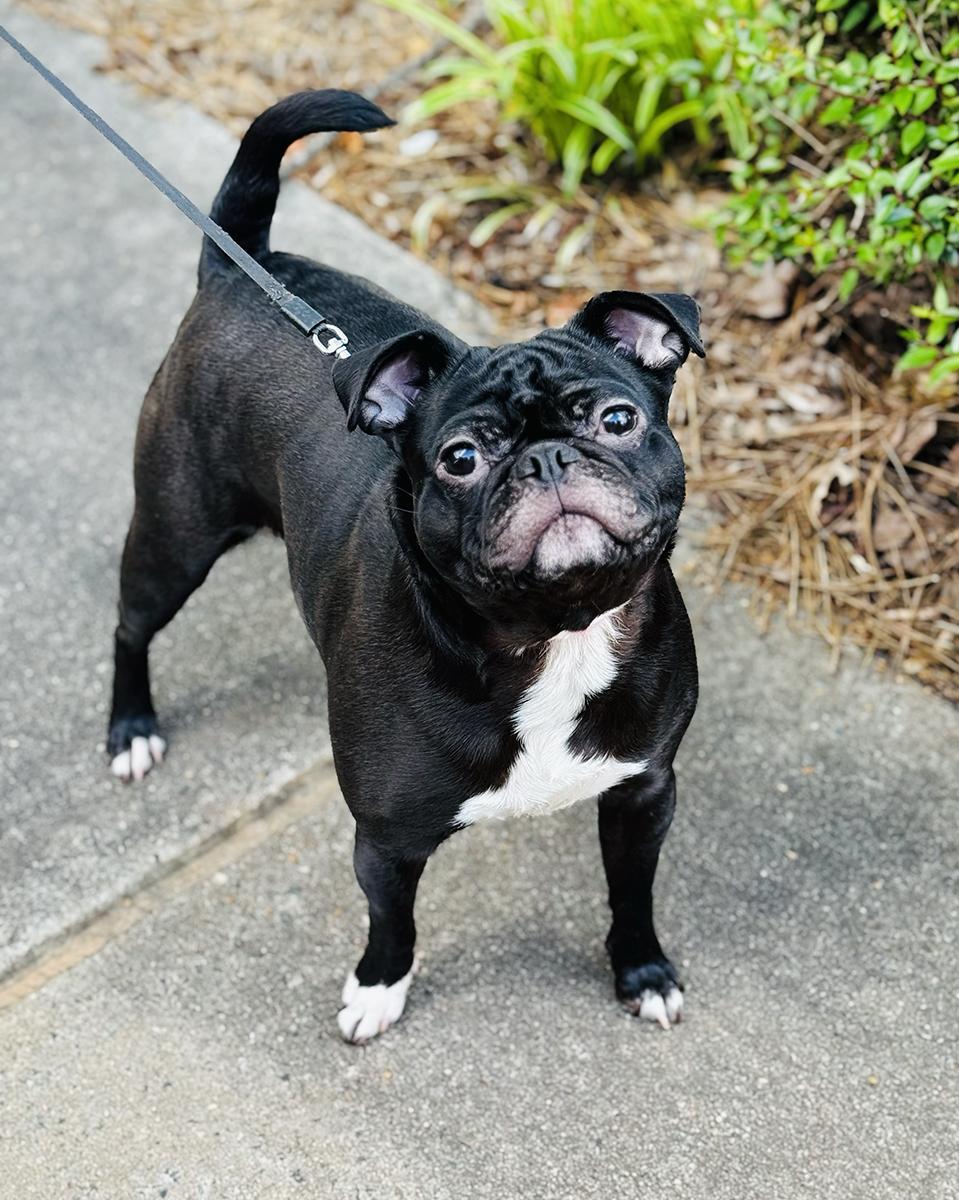 Enlarge Pugsley, a Adopted Pug in Durham, NC image 1/5