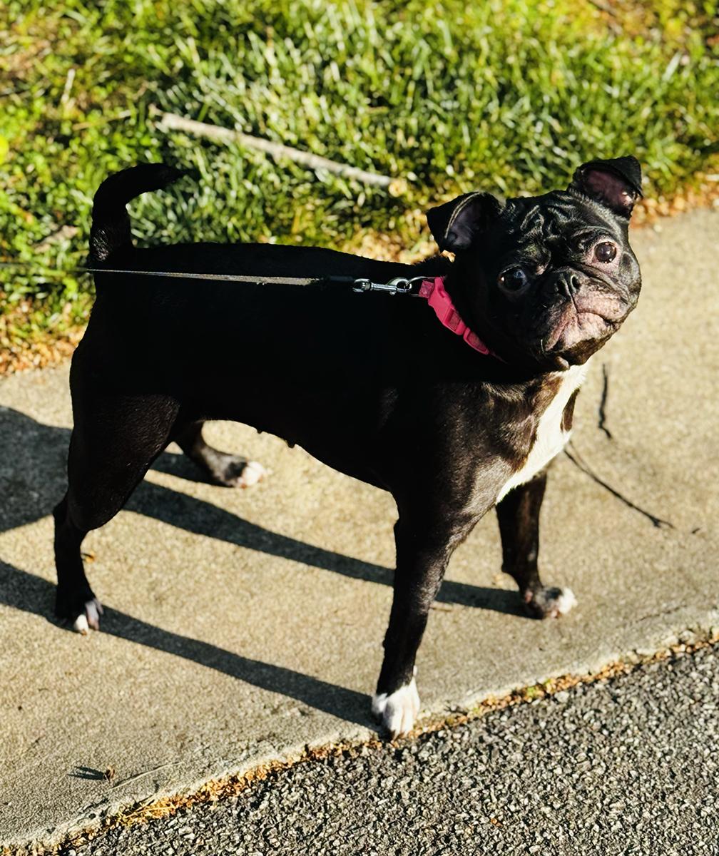 Enlarge Pugsley, a Adopted Pug in Durham, NC image 3/5