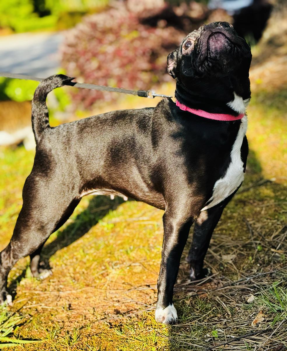 Enlarge Pugsley, a Adopted Pug in Durham, NC image 5/5