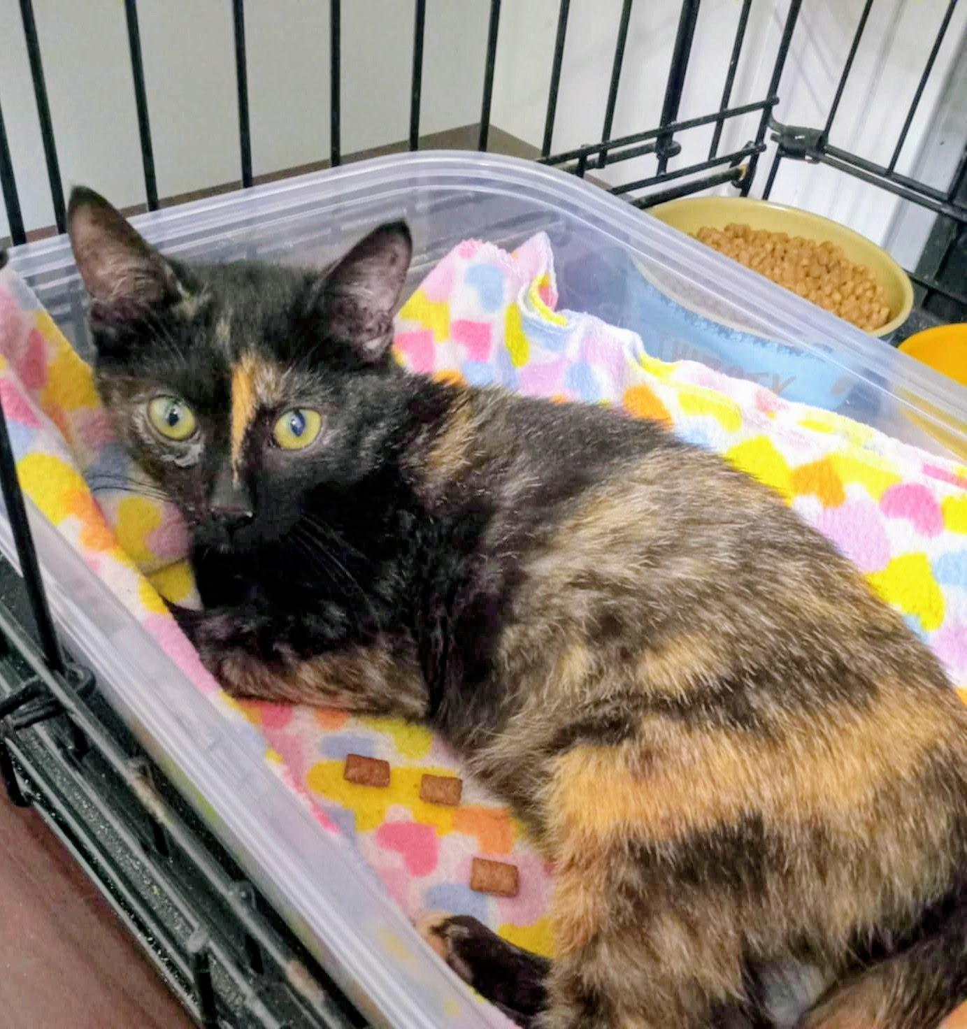 Breadstick thumbnail 4