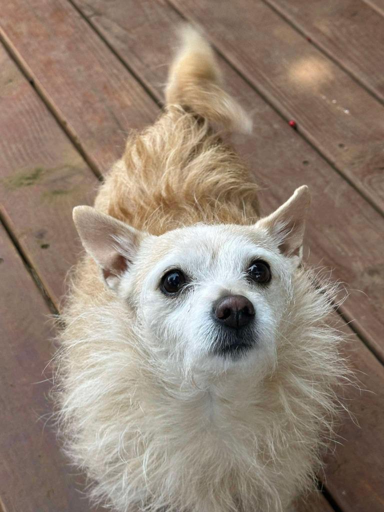 Zoey, Adoptable, Adult Female Chihuahua & Terrier.