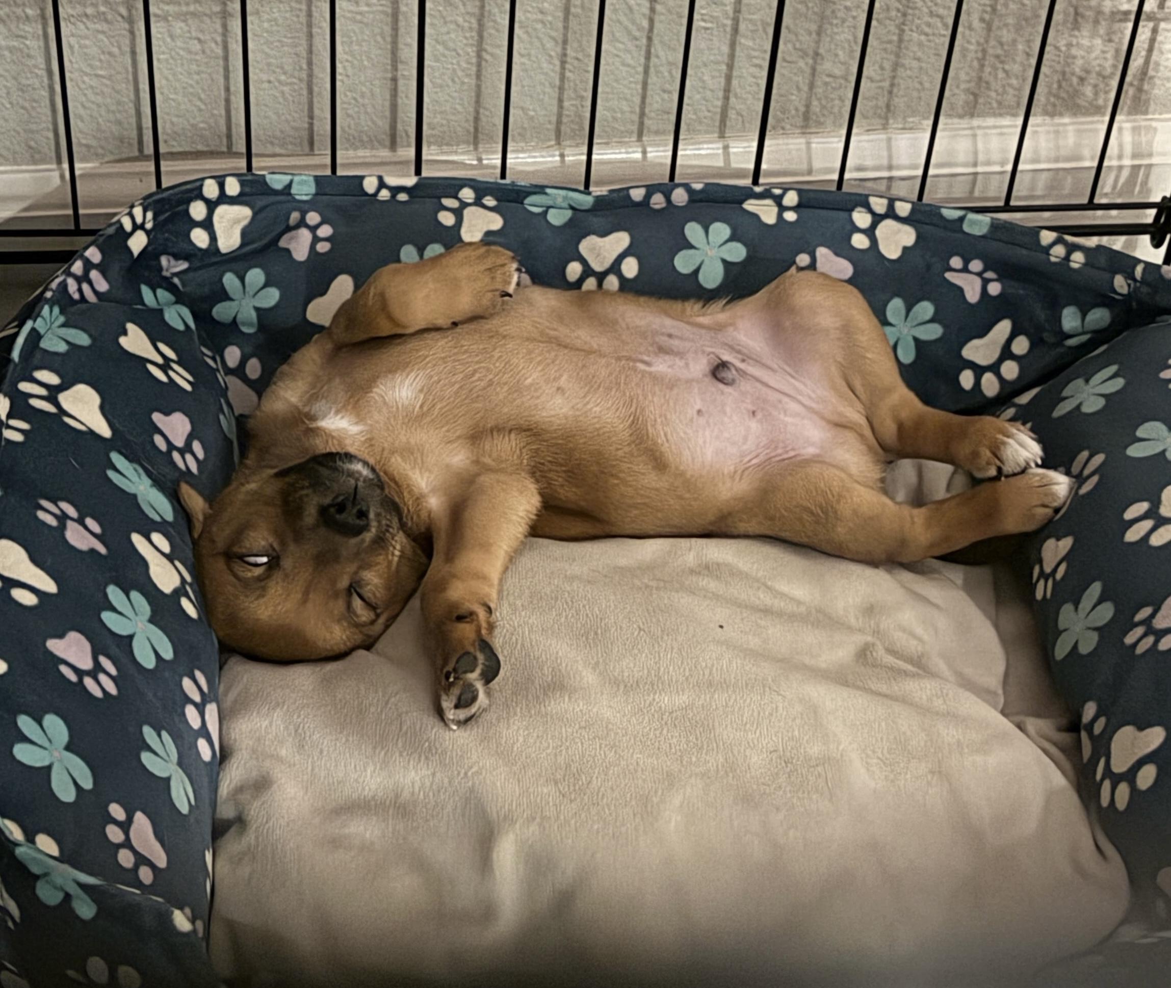 Enlarge Beary, a Adopted mixed breed in Lincoln, CA image 2/3