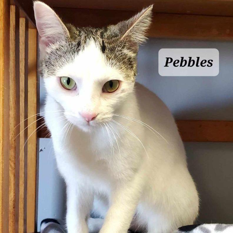 Enlarge Pebbles, a Adoptable Domestic Short Hair in Richmond, IN image 1/1