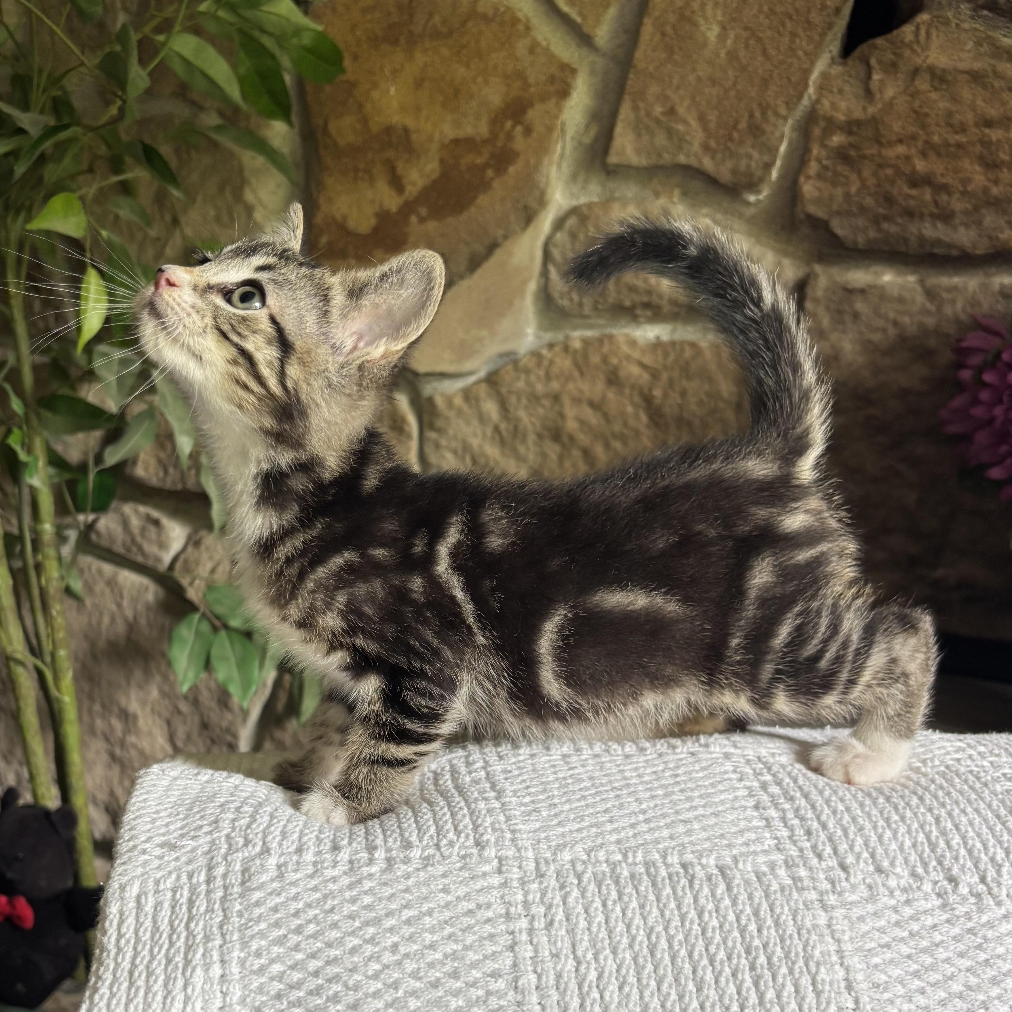 Clarissa, a ADOPTABLE Domestic Short Hair in Monroe, WA image 6/6