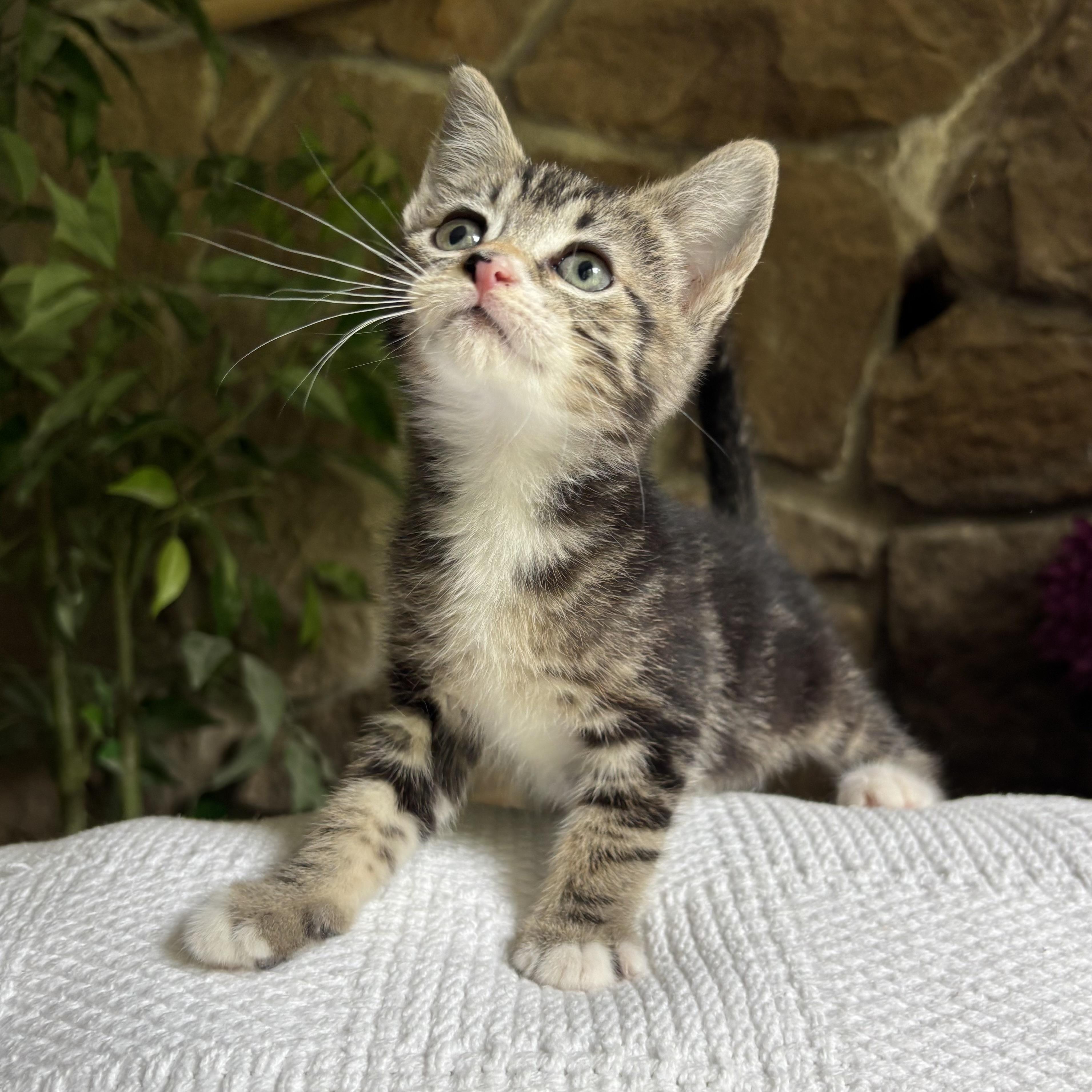 Clarissa, a ADOPTABLE Domestic Short Hair in Monroe, WA image 3/6