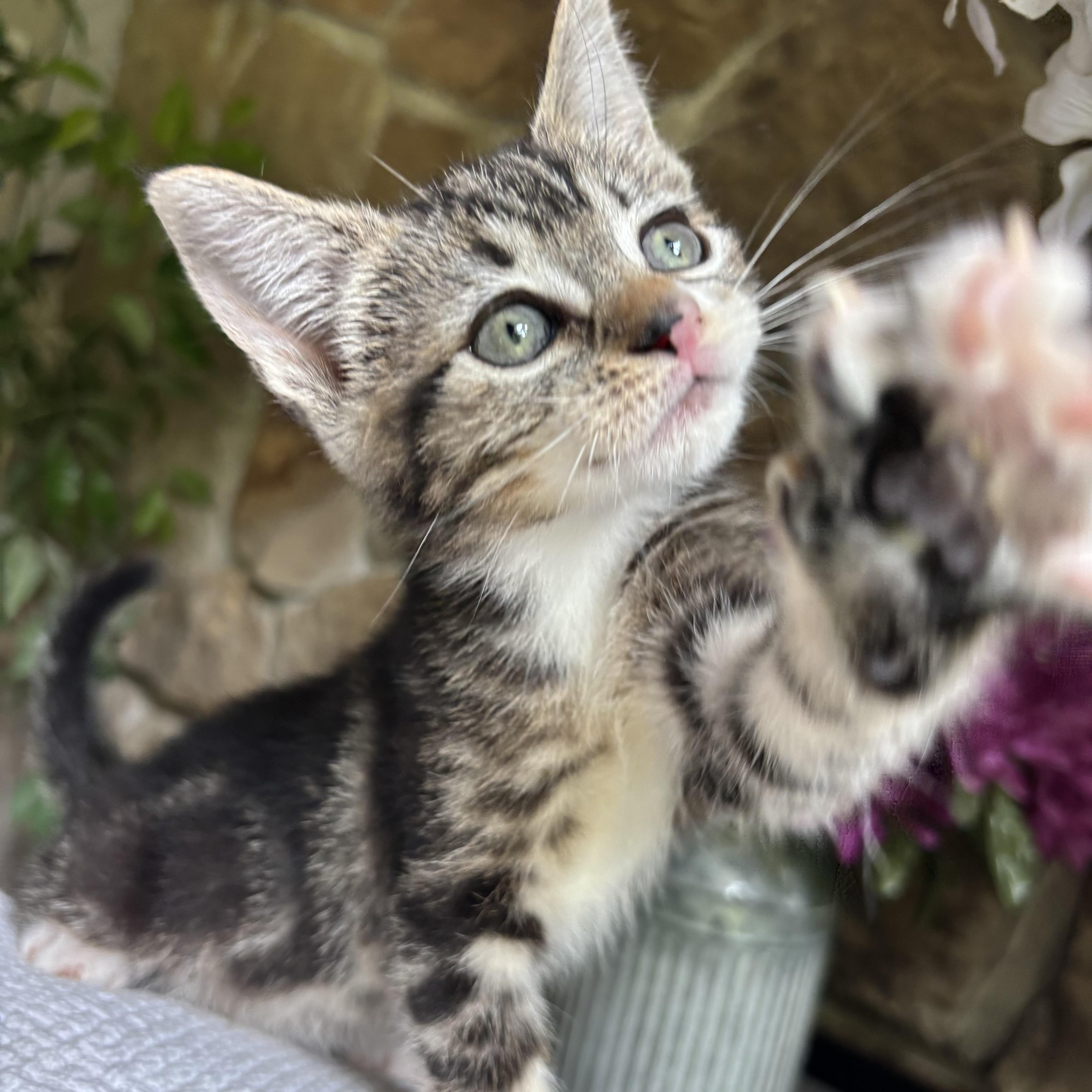 Clarissa, a ADOPTABLE Domestic Short Hair in Monroe, WA image 2/6