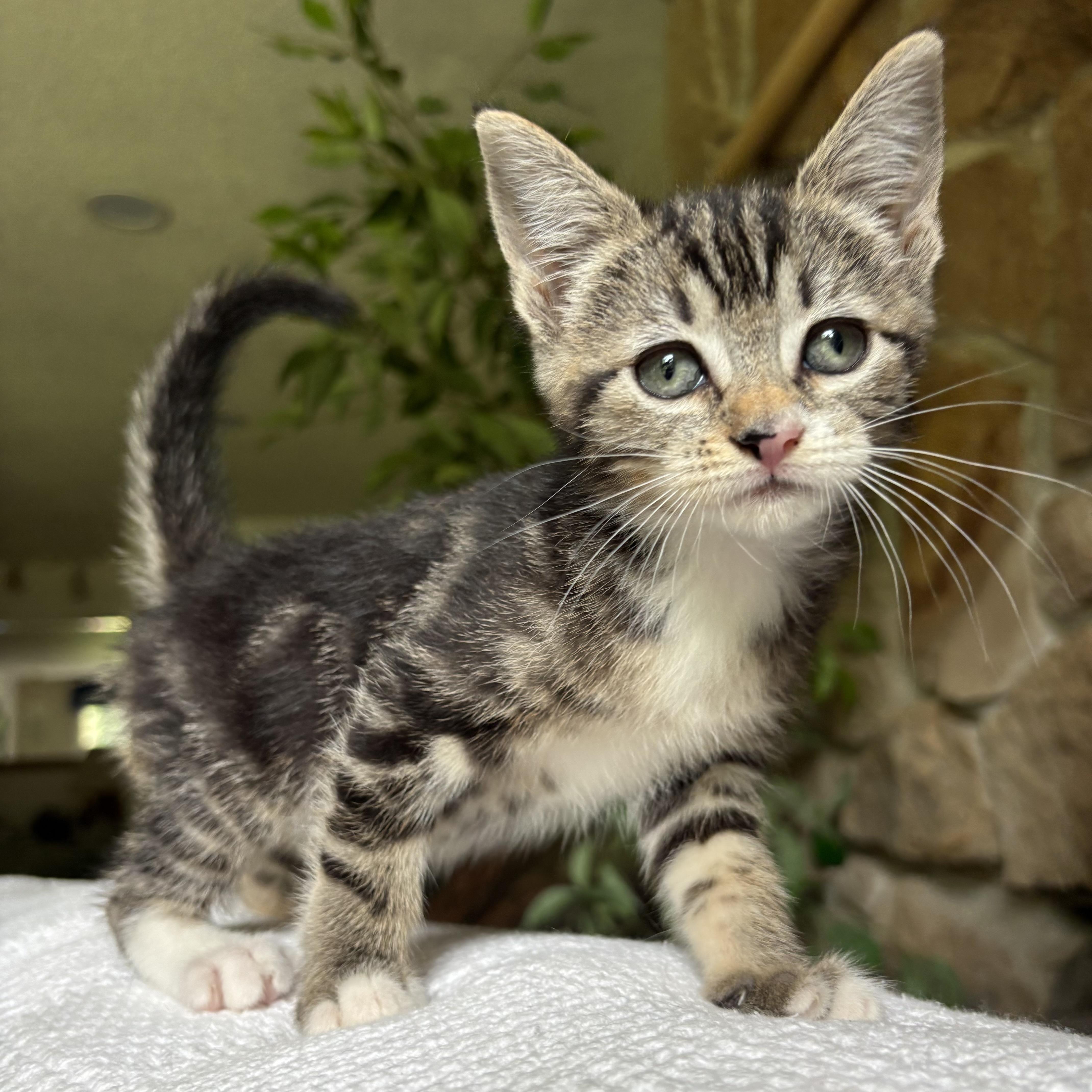 Clarissa, ADOPTABLE, Kitten Female Domestic Short Hair.