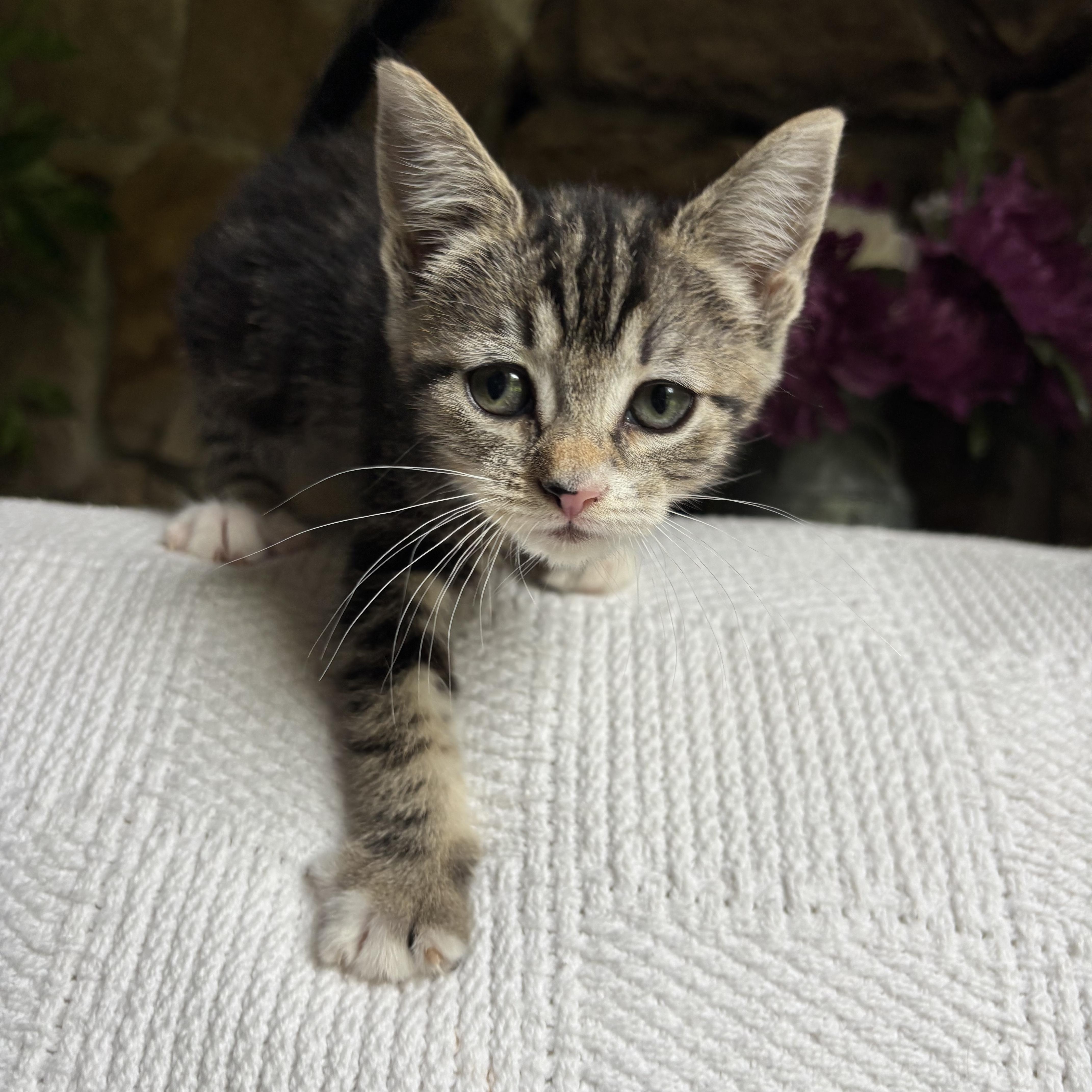 Clarissa, a ADOPTABLE Domestic Short Hair in Monroe, WA image 4/6