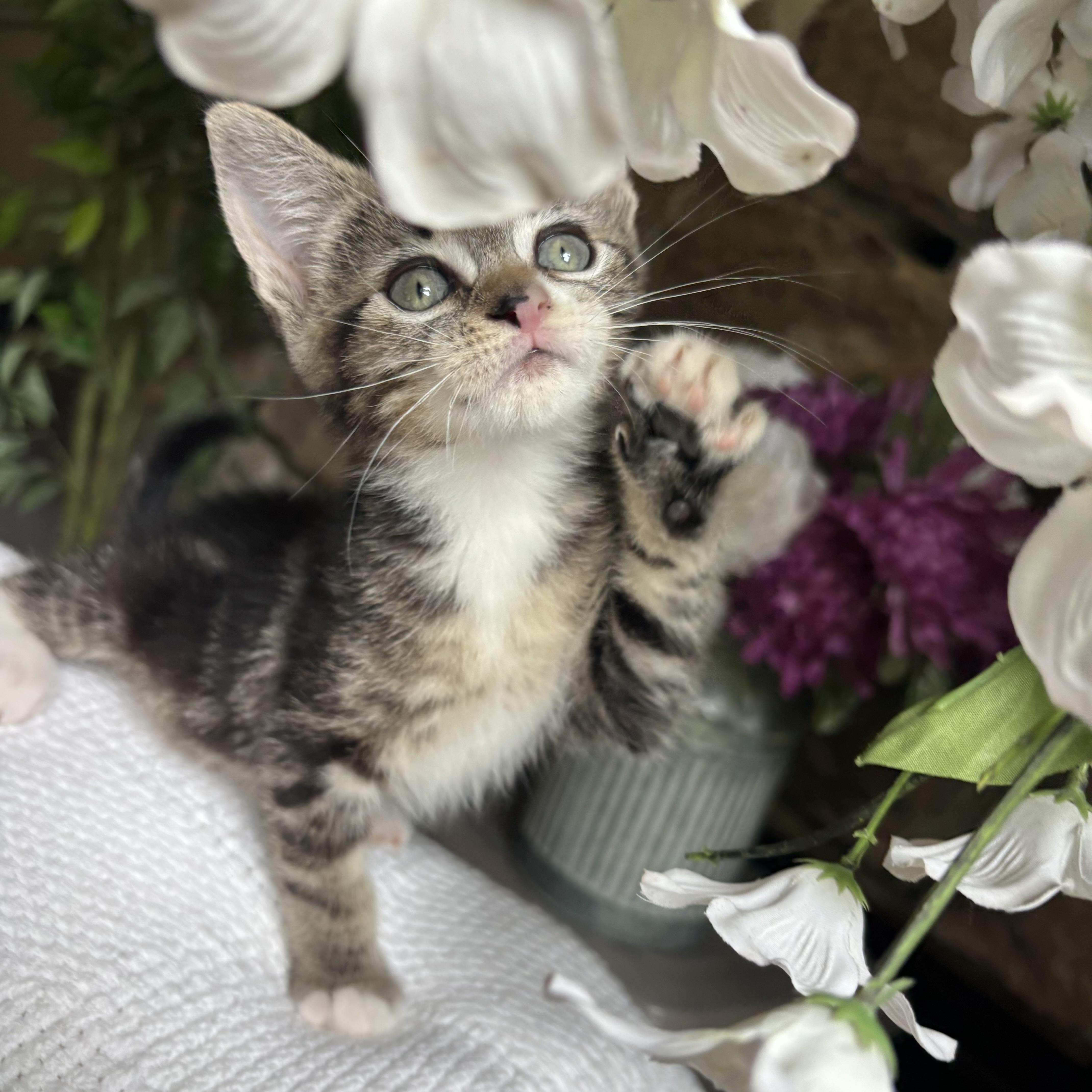 Clarissa, a ADOPTABLE Domestic Short Hair in Monroe, WA image 5/6
