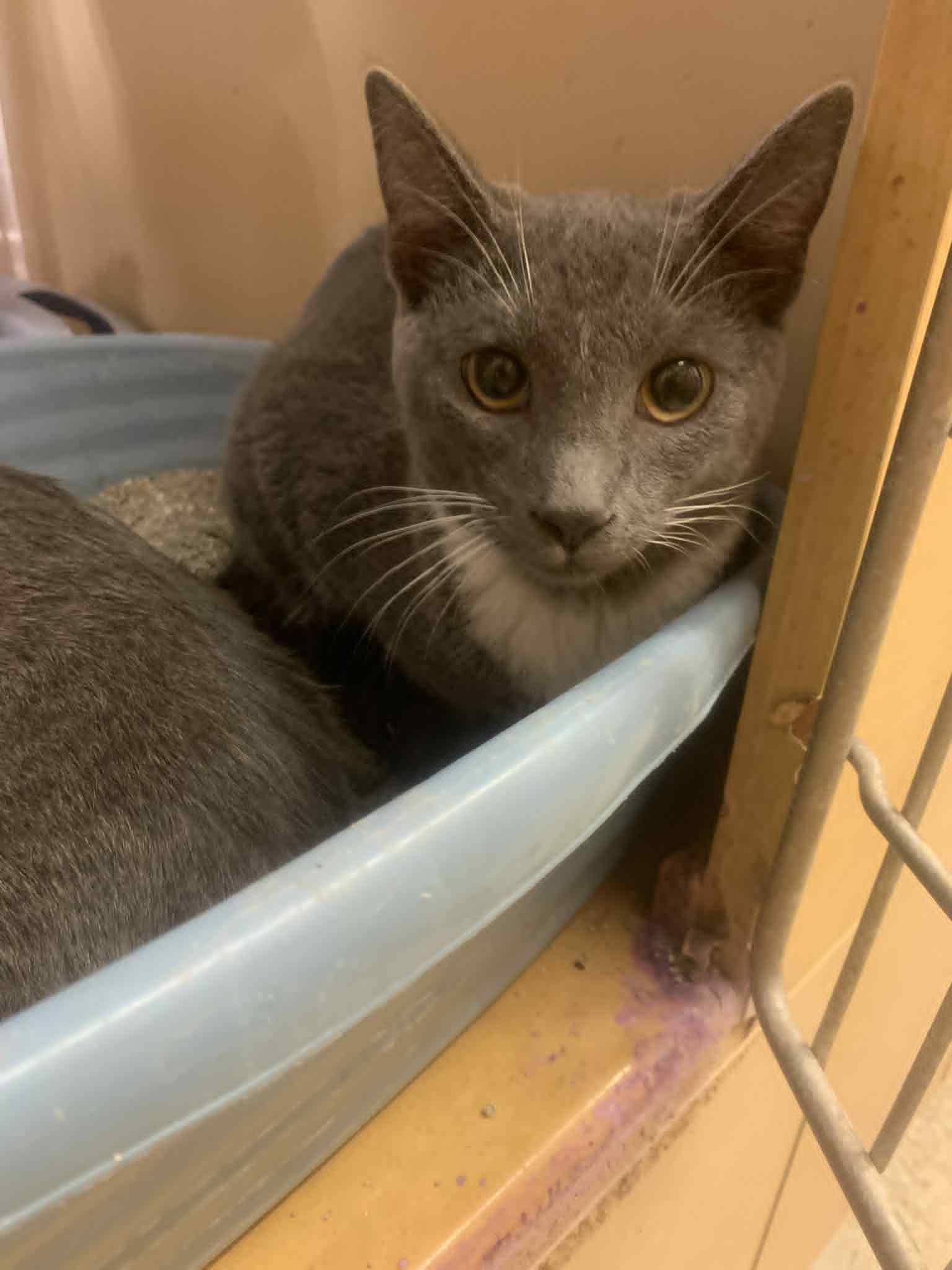 Enlarge Ozzy, a Adoptable Domestic Short Hair in Fredericksburg, VA image 2/4