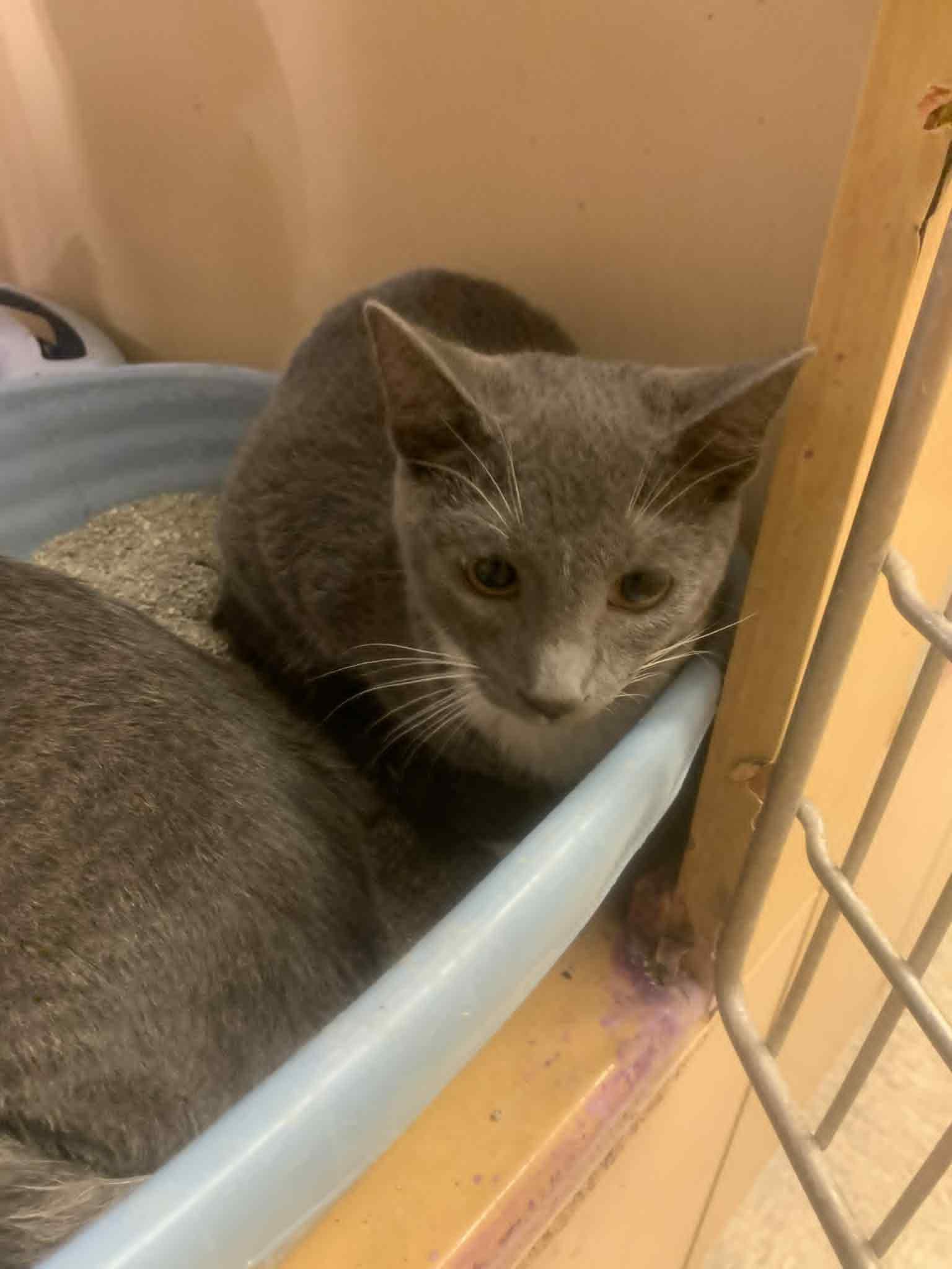 Enlarge Ozzy, a Adoptable Domestic Short Hair in Fredericksburg, VA image 3/4