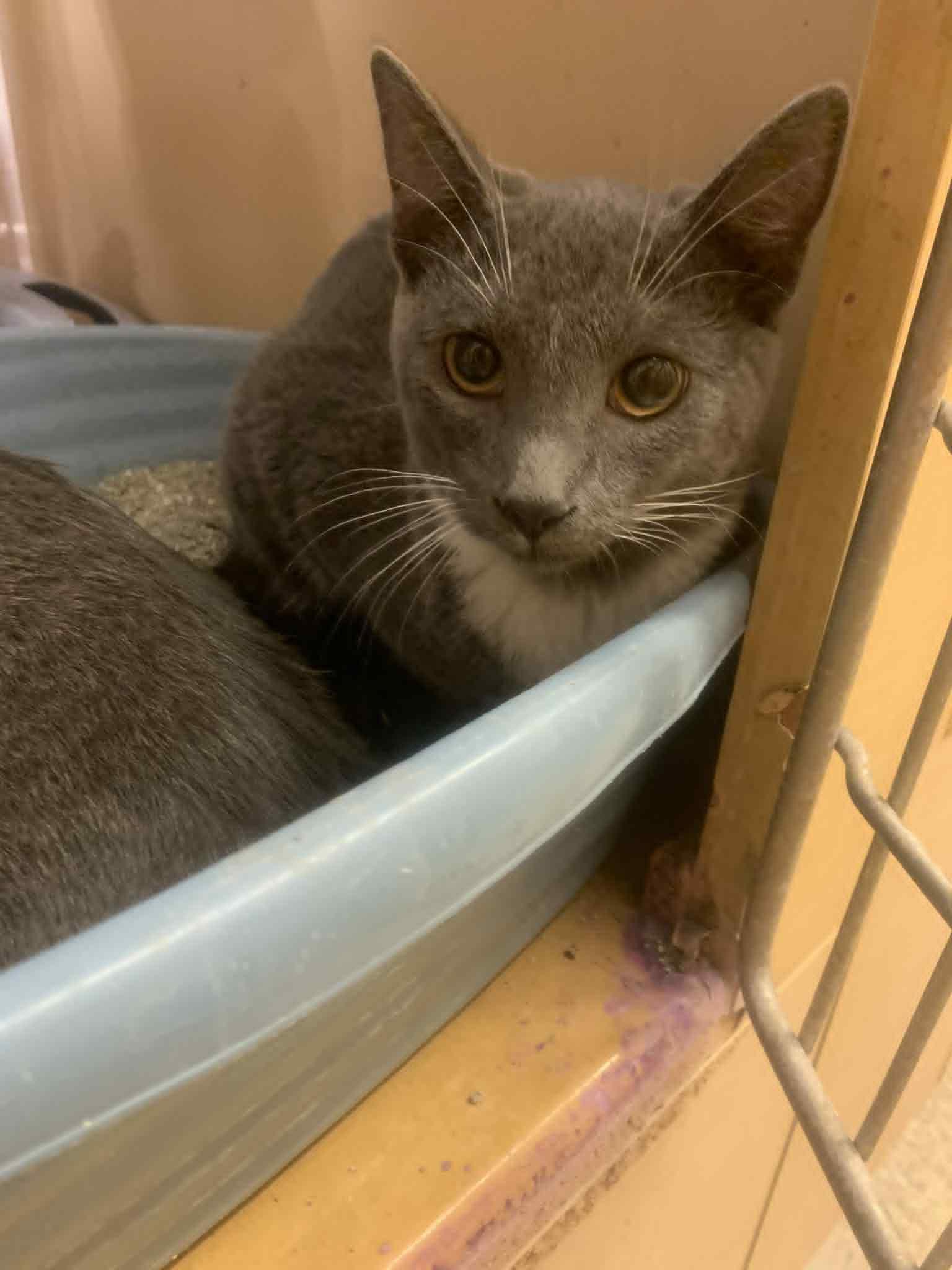 Enlarge Ozzy, a Adoptable Domestic Short Hair in Fredericksburg, VA image 4/4