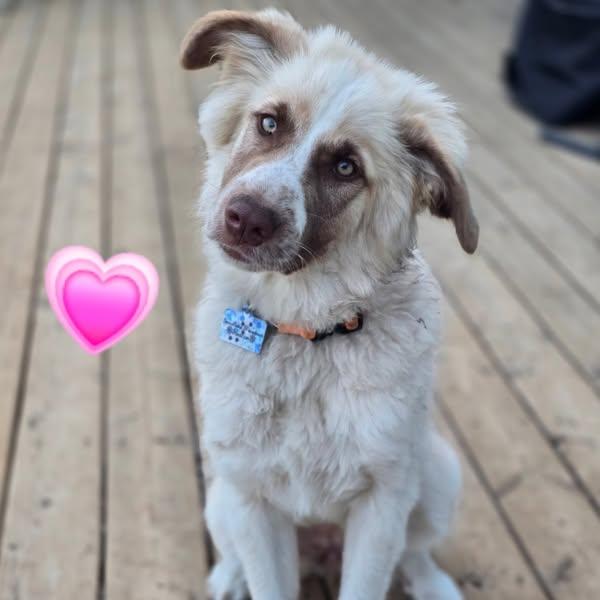 Odyssey, an adoptable Great Pyrenees in Minden, ON, K0M 2K0 | Photo Image 1