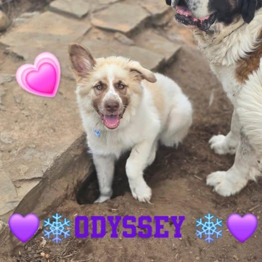 Odyssey, an adoptable Great Pyrenees in Minden, ON, K0M 2K0 | Photo Image 3