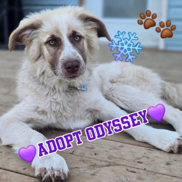 Odyssey, an adoptable Great Pyrenees in Minden, ON, K0M 2K0 | Photo Image 2
