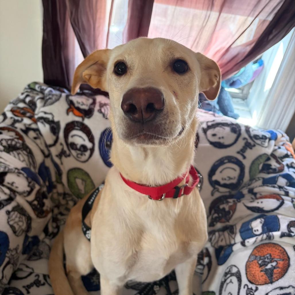 Rose, a Adoptable Labrador Retriever in Brooklyn, NY image 1/5