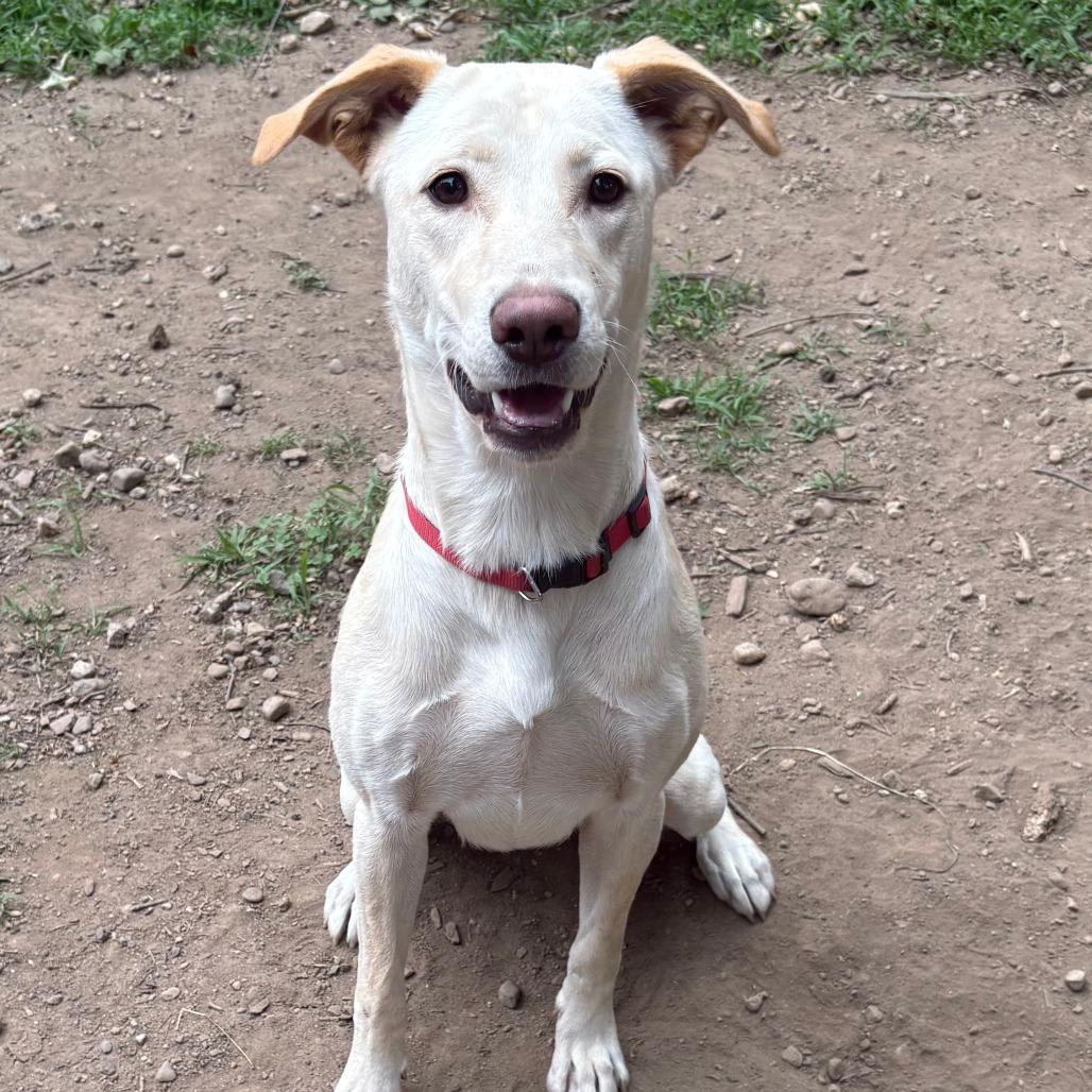 Rose, a Adoptable Labrador Retriever in Brooklyn, NY image 2/5