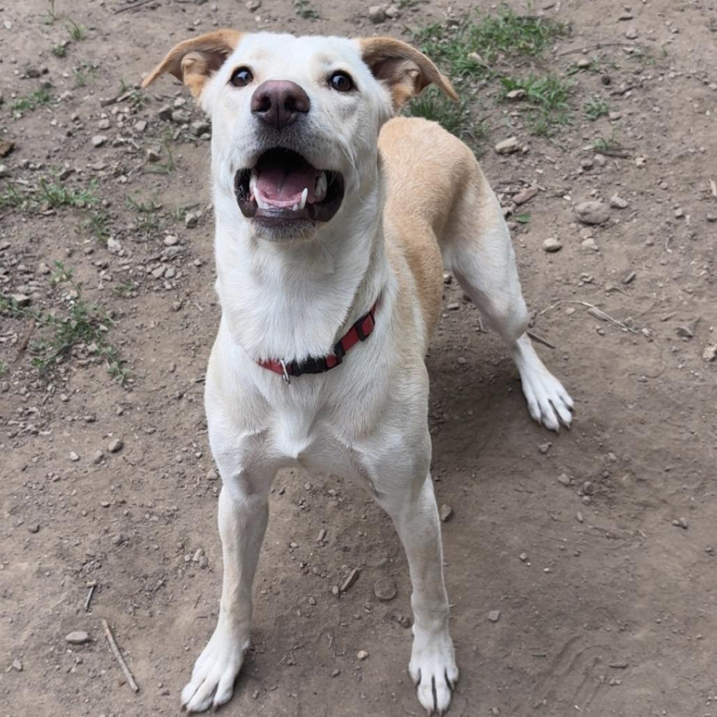 Rose, a Adoptable Labrador Retriever in Brooklyn, NY image 3/5