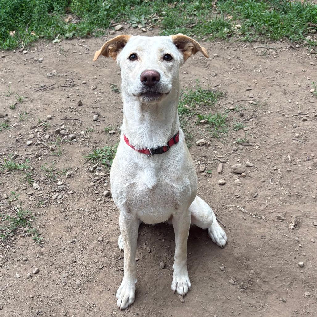 Rose, a Adoptable Labrador Retriever in Brooklyn, NY image 4/5
