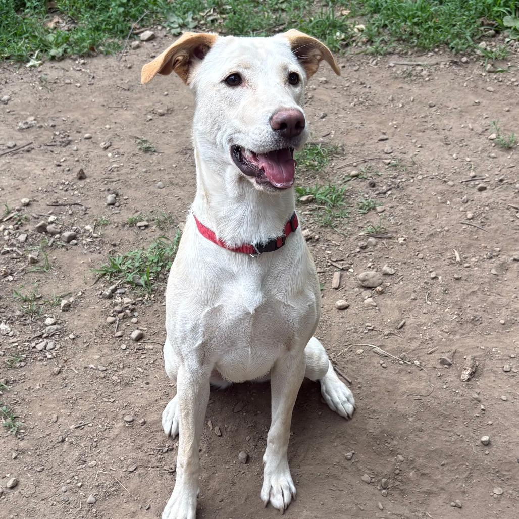 Rose, a Adoptable Labrador Retriever in Brooklyn, NY image 5/5