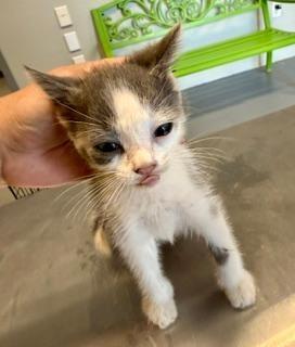 Watson, adopted, Kitten Female Domestic Short Hair.