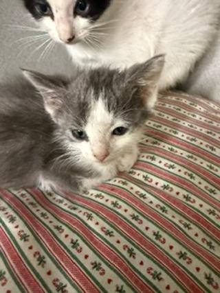Watson, an adopted Domestic Short Hair in Winter Haven, FL image 2/2