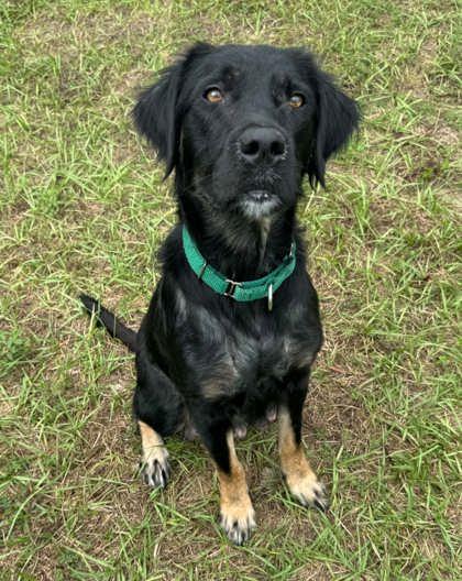 Darlyn, Adoptable, Adult Female Labrador Retriever & Retriever.