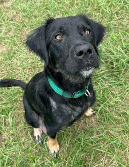 Enlarge Darlyn, a Adoption Pending mixed breed in Inverness, FL image 3/3