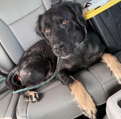 Enlarge Galena, a Adoptable mixed breed in Inverness, FL image 1/1