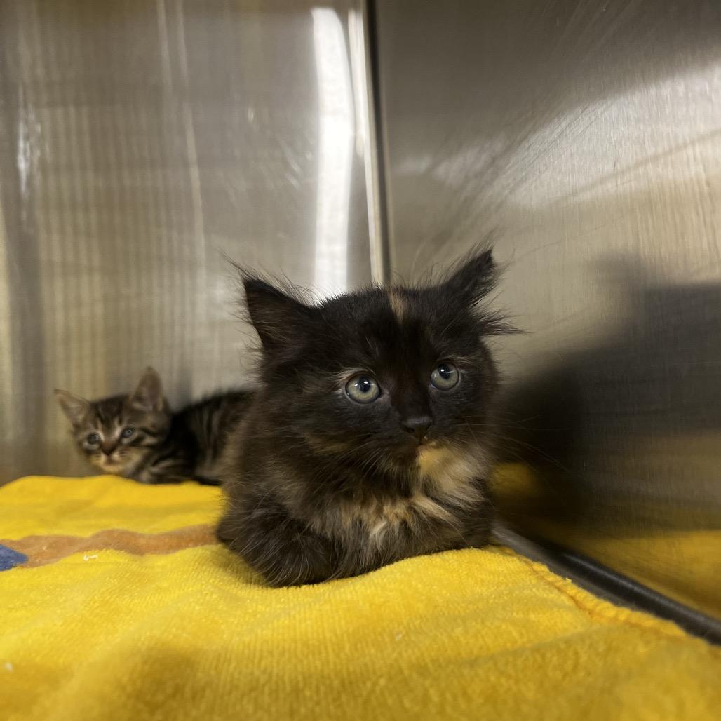 Felina, Adoptable, Kitten Female Domestic Medium Hair.