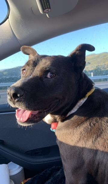 Camilla, ADOPTABLE, Adult Female Black Labrador Retriever.
