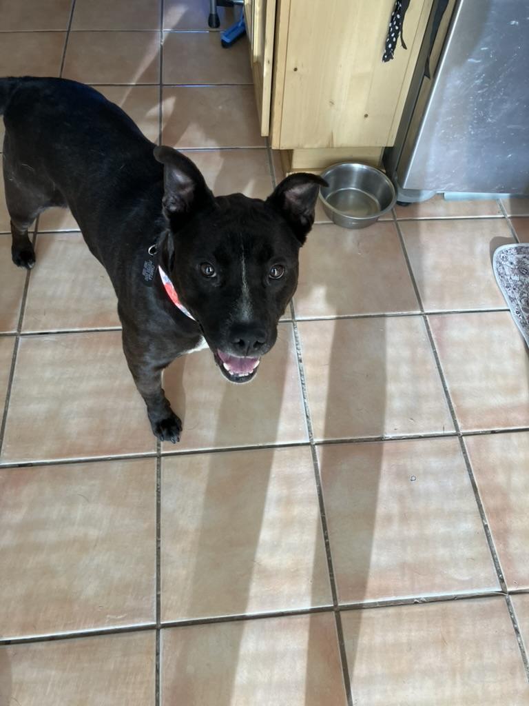 Enlarge Camilla, a ADOPTABLE mixed breed in paso robles, CA image 2/3
