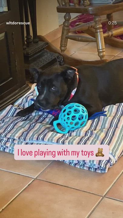 Enlarge Camilla, a ADOPTABLE mixed breed in paso robles, CA video 3/3